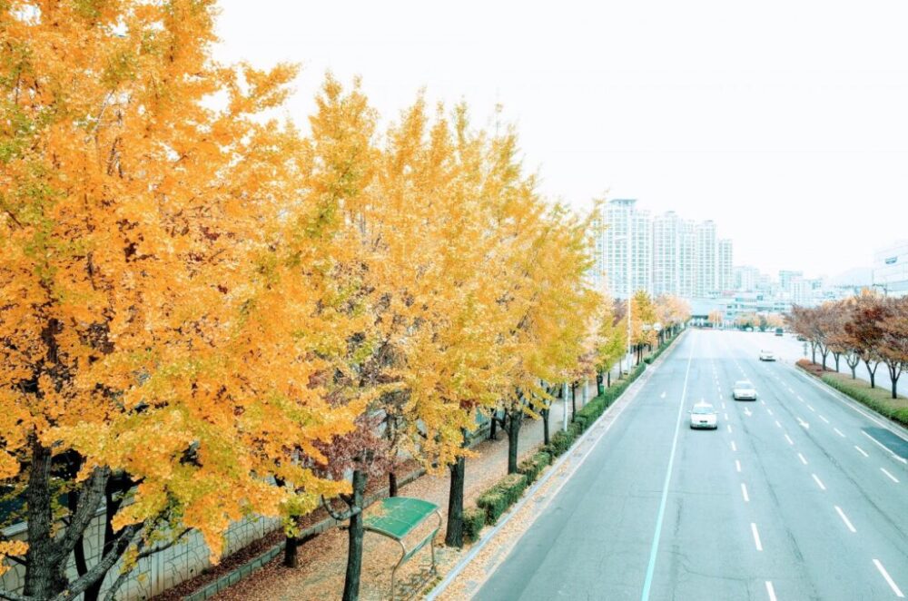 素朴な疑問を一気に解消　街路樹が植えられている理由【営業ネタに使える】